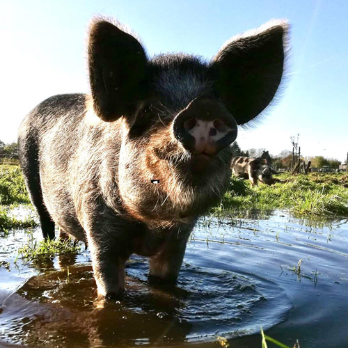 Schwein Ferkel in Pfütze draußen